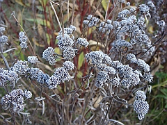 13 Shiawassee National Wildlife Refuge [2008 Nov 5]